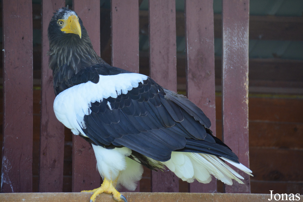 Haliaeetus pelagicus