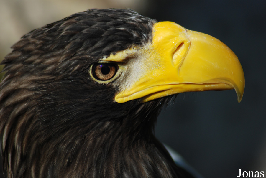 Haliaeetus pelagicus