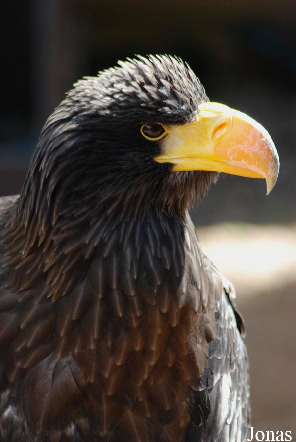 Haliaeetus pelagicus