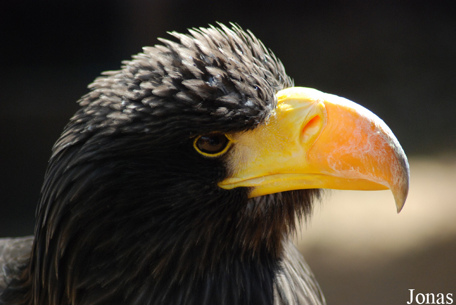 Haliaeetus pelagicus
