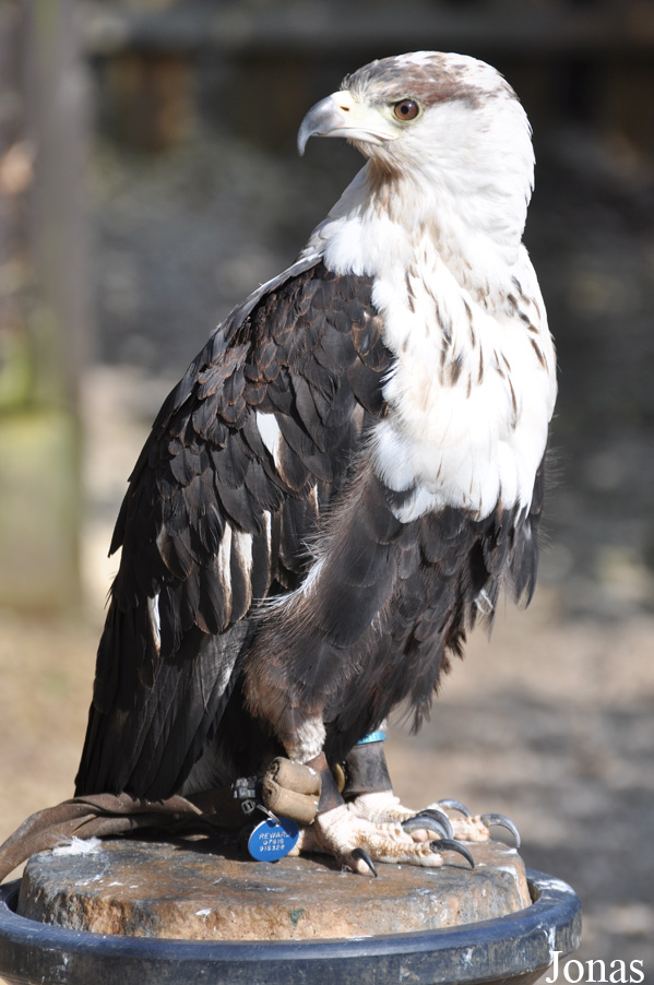 Haliaeetus vocifer