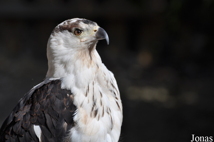 Haliaeetus vocifer