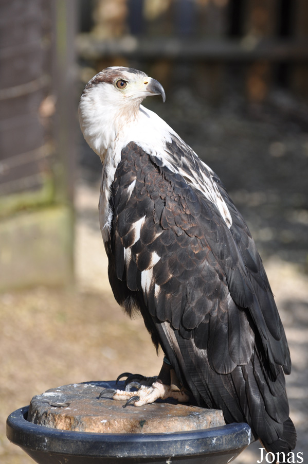 Haliaeetus vocifer