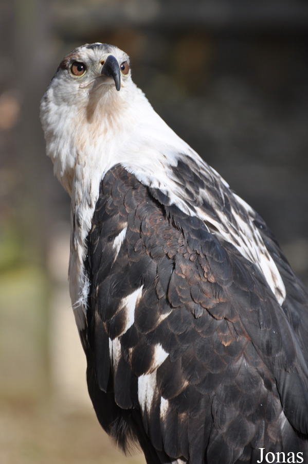 Haliaeetus vocifer
