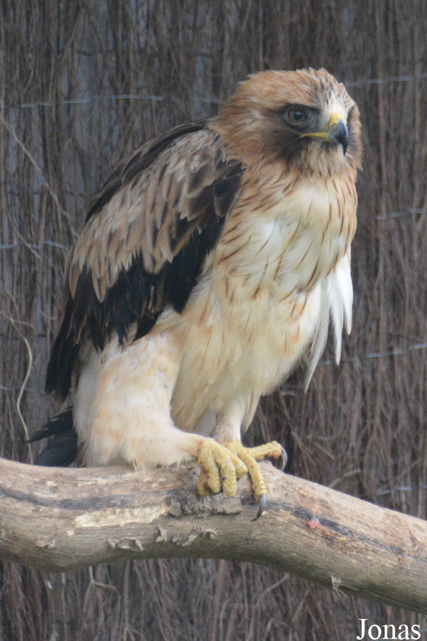 Hieraaetus pennatus