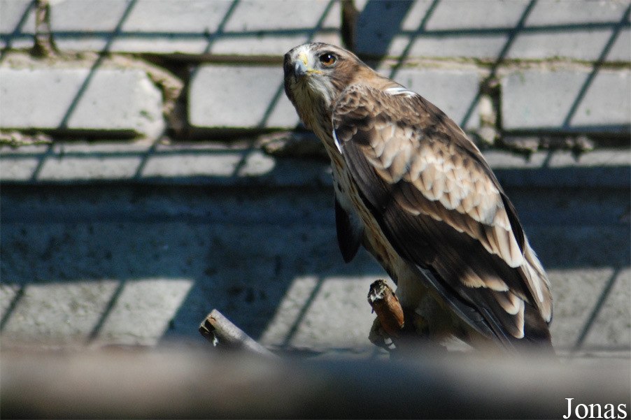 Hieraaetus pennatus