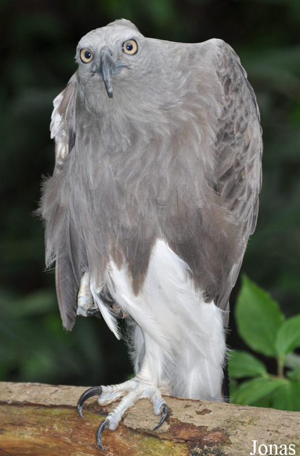 Icthyophaga ichthyaetus