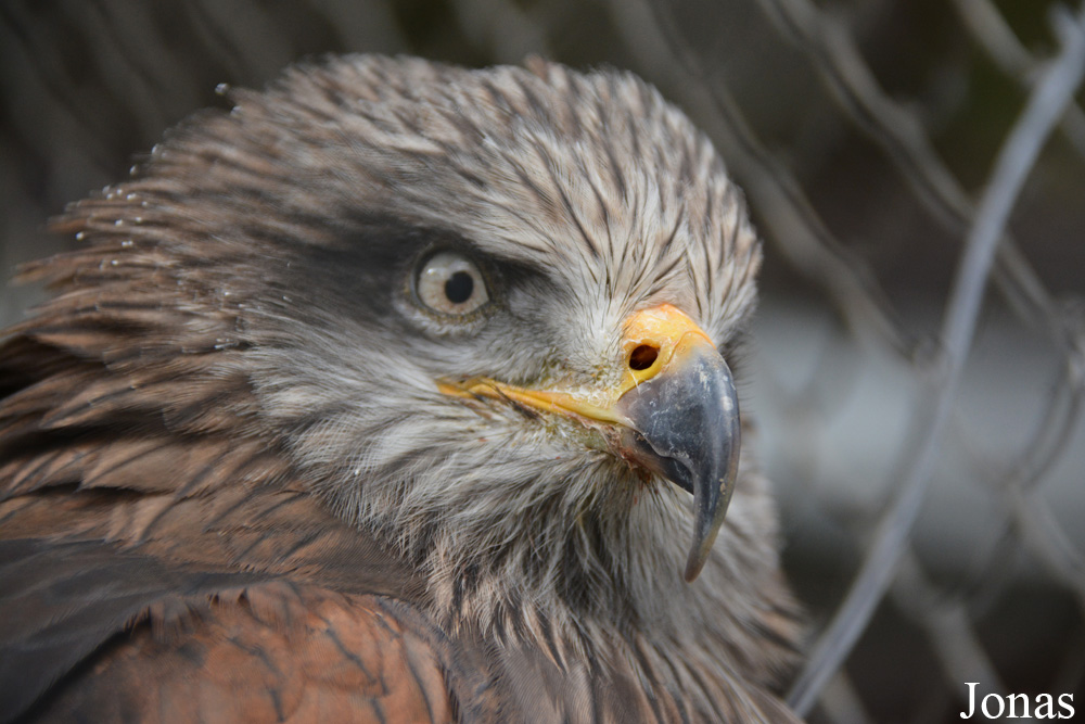 Milvus migrans