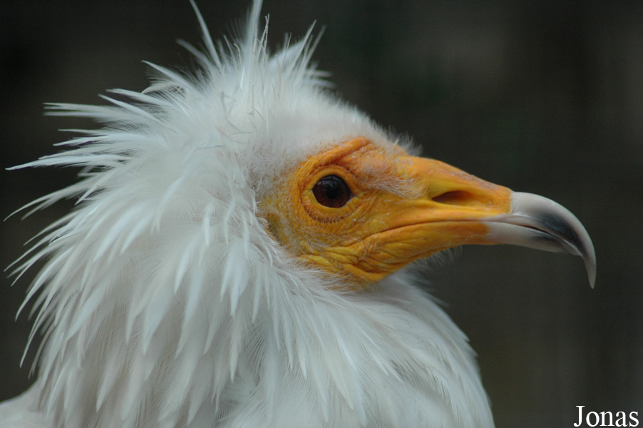 Neophron percnopterus