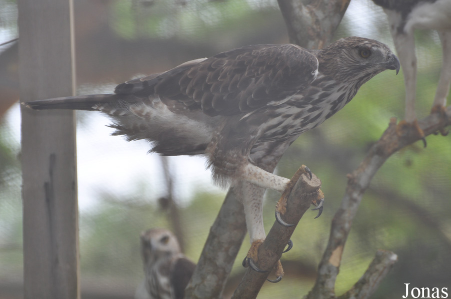 Nisaetus limnaeetus
