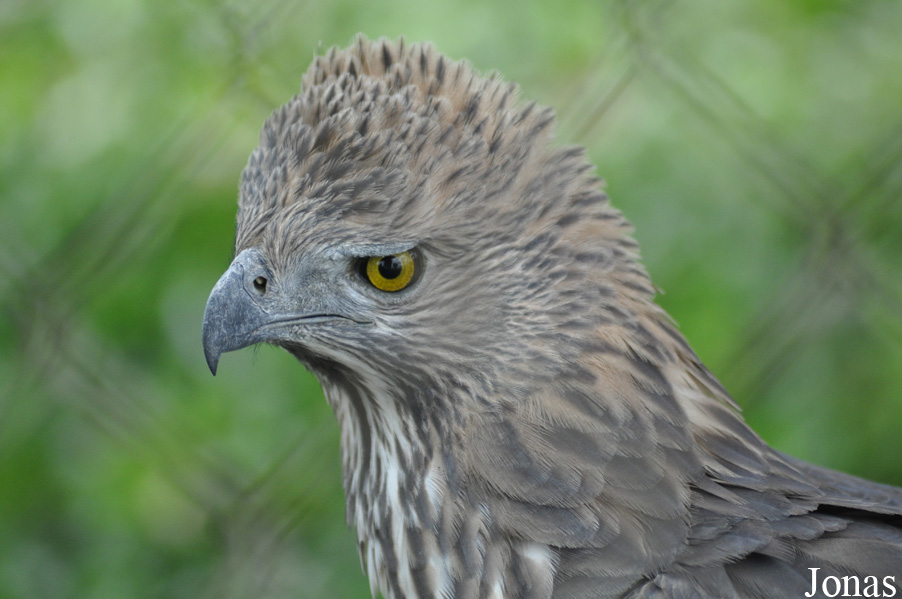 Nisaetus limnaeetus