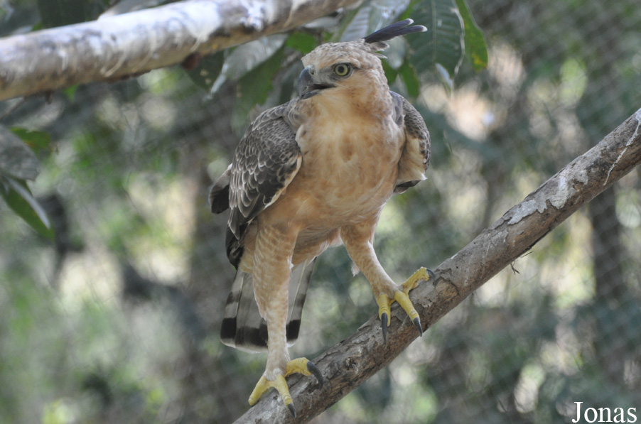 Nisaetus nipalensis