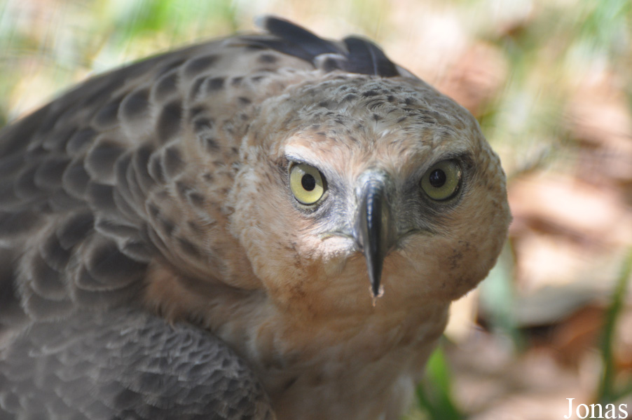 Nisaetus nipalensis