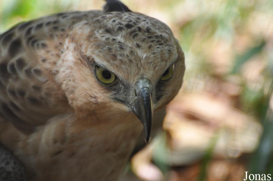 Nisaetus nipalensis