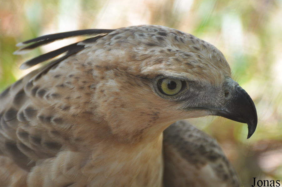 Nisaetus nipalensis
