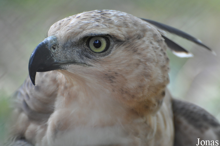 Nisaetus nipalensis