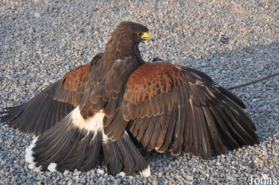 Parabuteo unicinctus