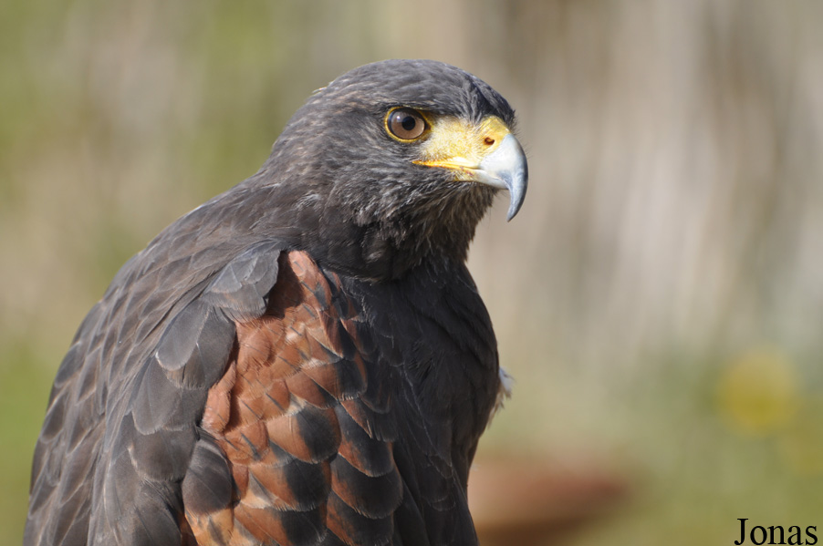 Parabuteo unicinctus