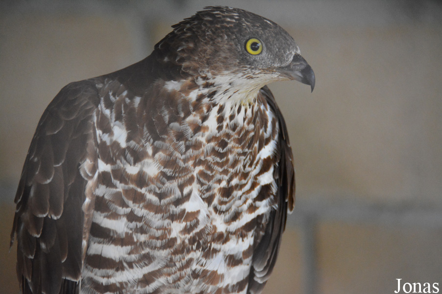 Pernis apivorus