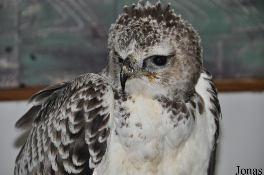 Polemaetus bellicosus