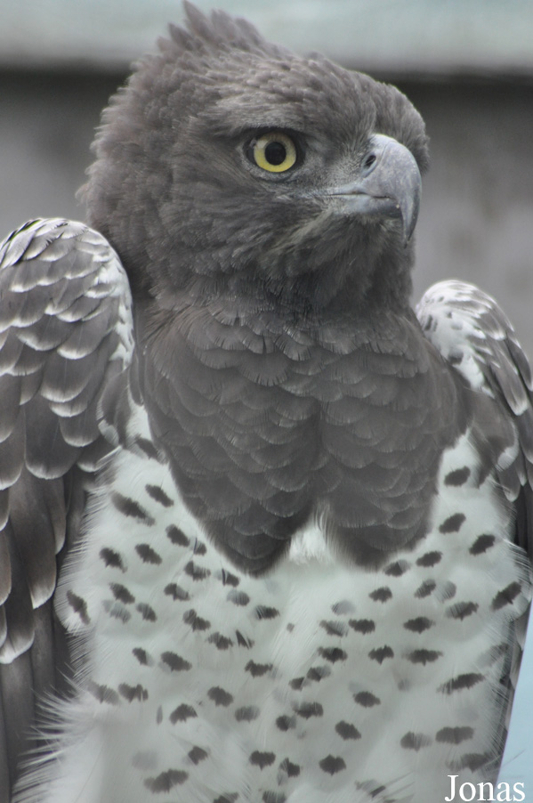 Polemaetus bellicosus