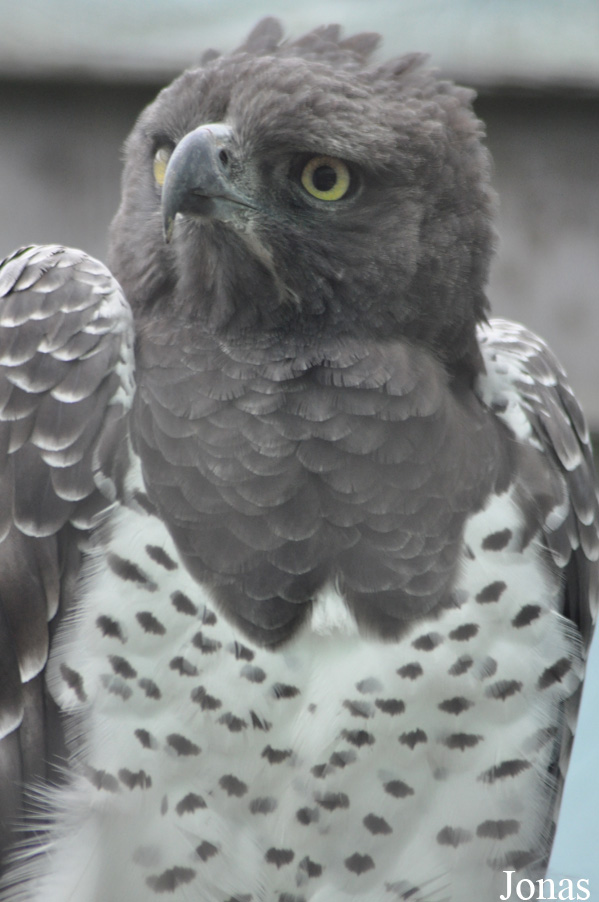 Polemaetus bellicosus