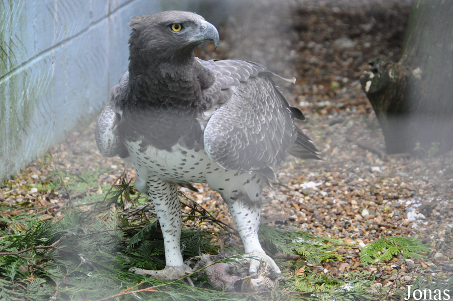 Polemaetus bellicosus