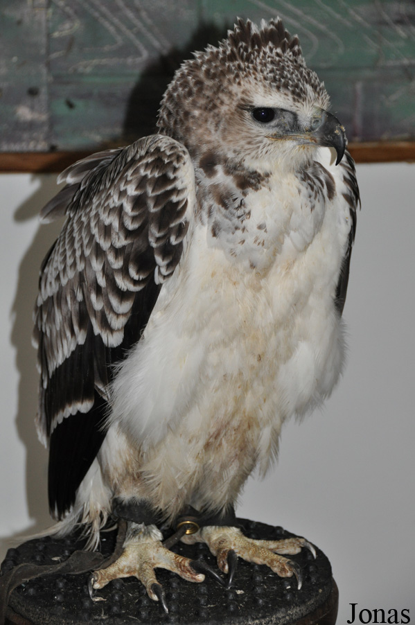 Polemaetus bellicosus