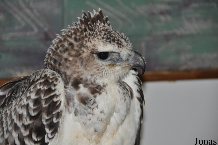 Polemaetus bellicosus