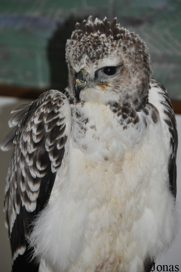 Polemaetus bellicosus