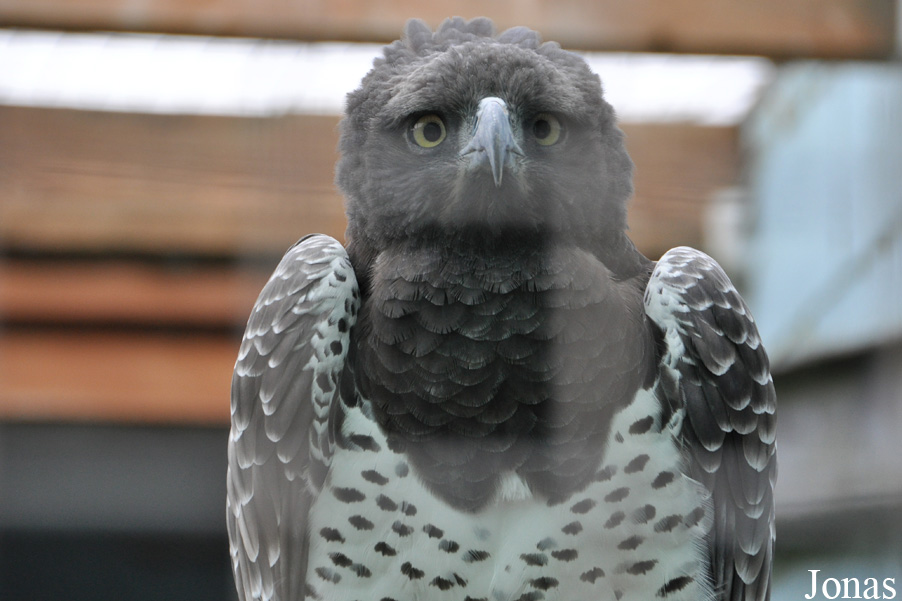 Polemaetus bellicosus