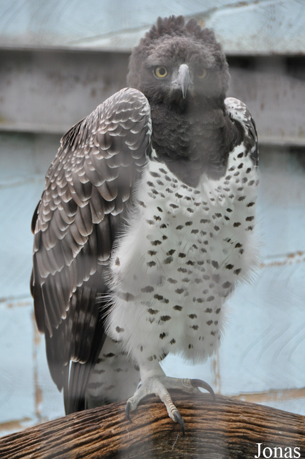 Polemaetus bellicosus