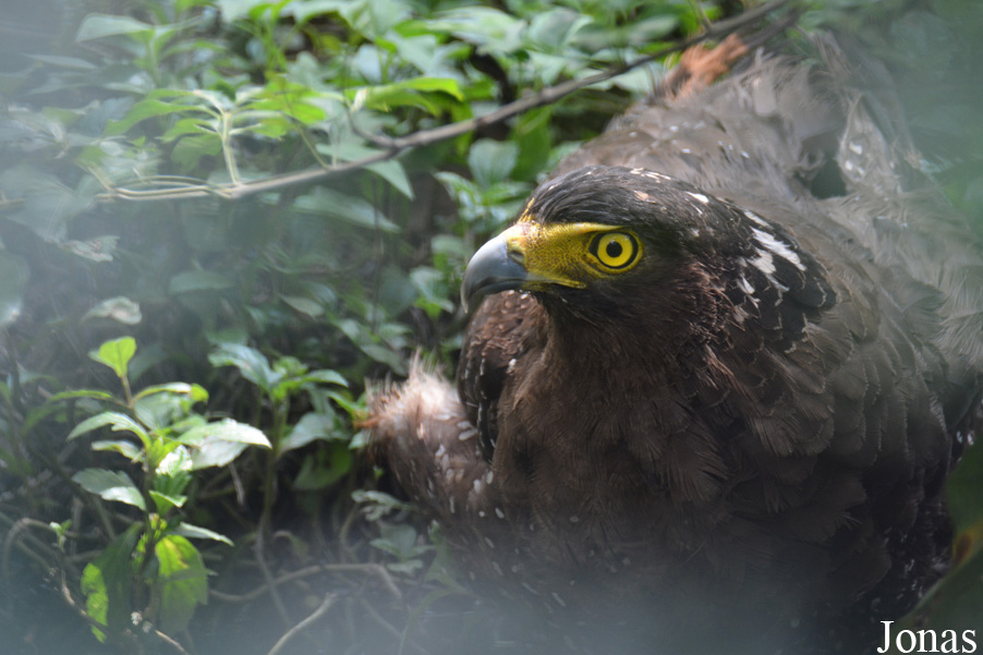 Spilornis cheela