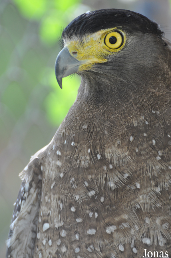 Spilornis cheela