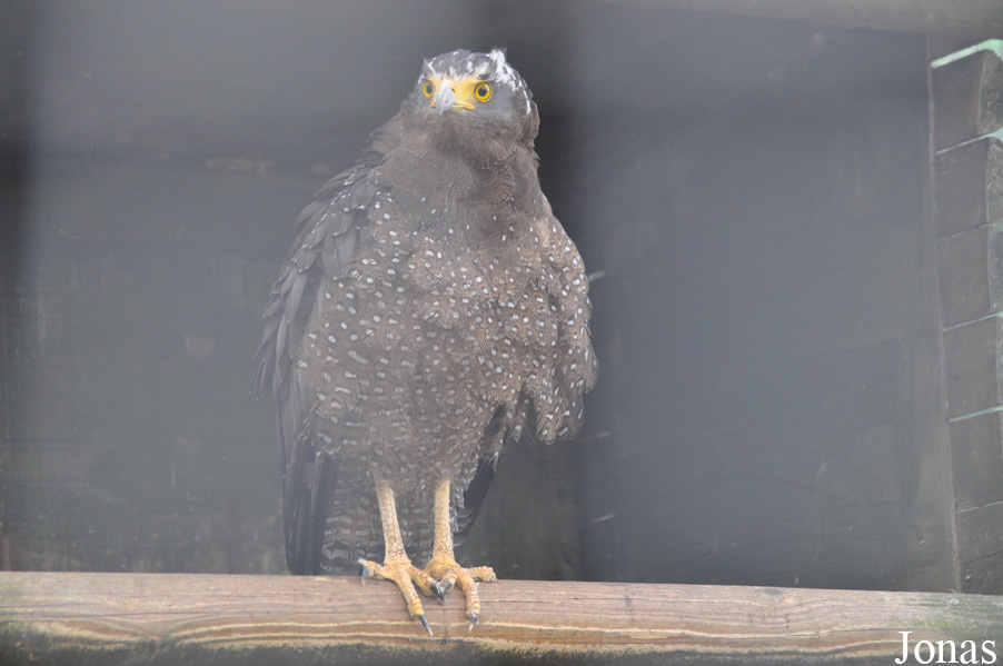 Spilornis cheela