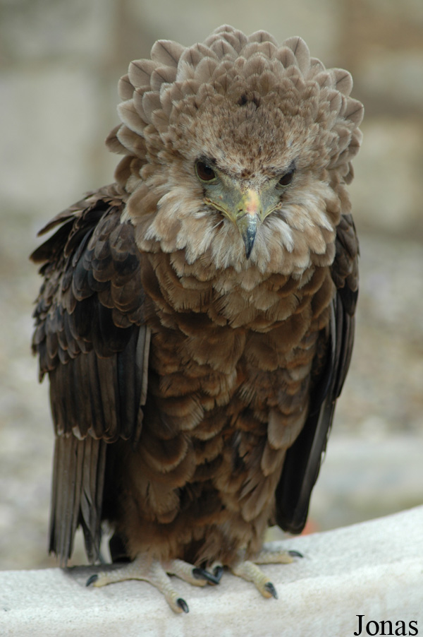Terathopius ecaudatus
