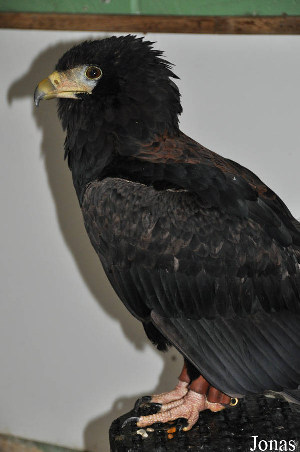 Terathopius ecaudatus