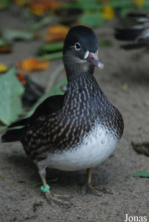 Aix galericulata
