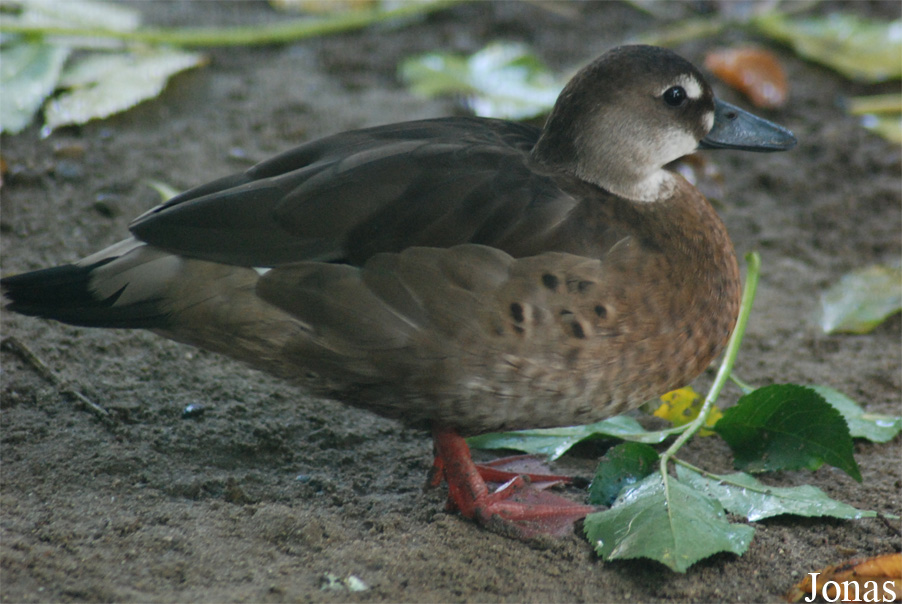 Amazonetta brasiliensis