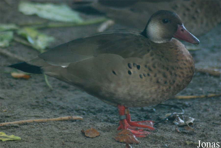 Amazonetta brasiliensis