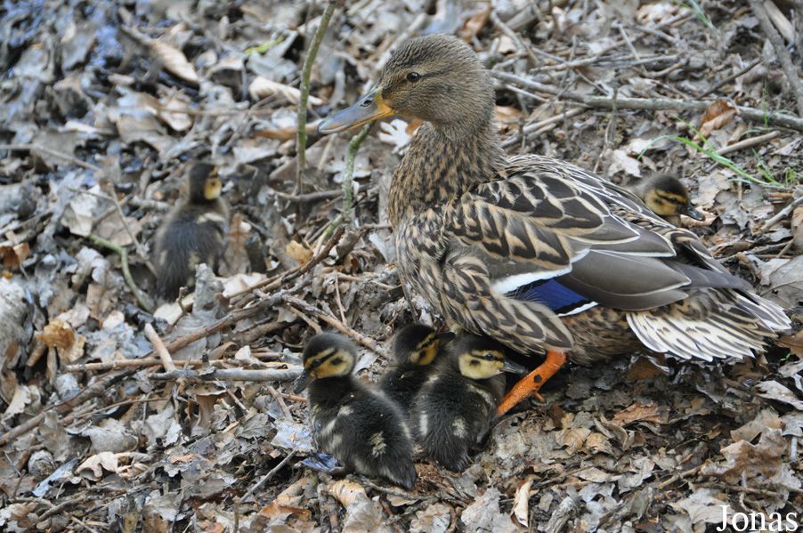 Canard colvert