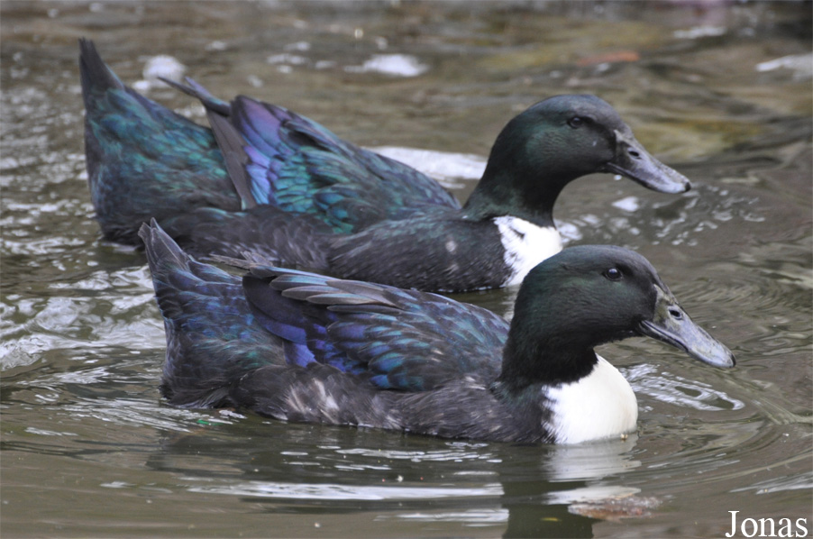 Canard domestique