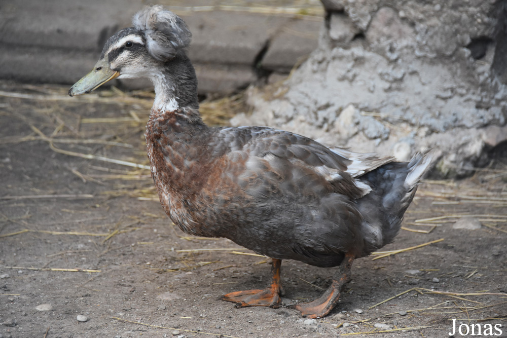 Canard huppé