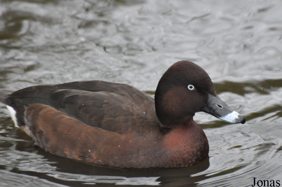 Aythya australis