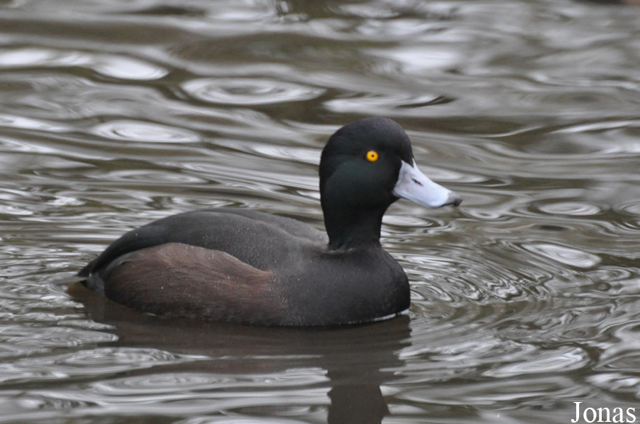 Aythya novaeseelandiae