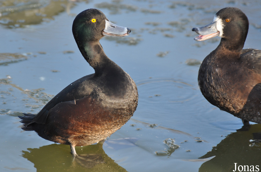 Aythya novaeseelandiae