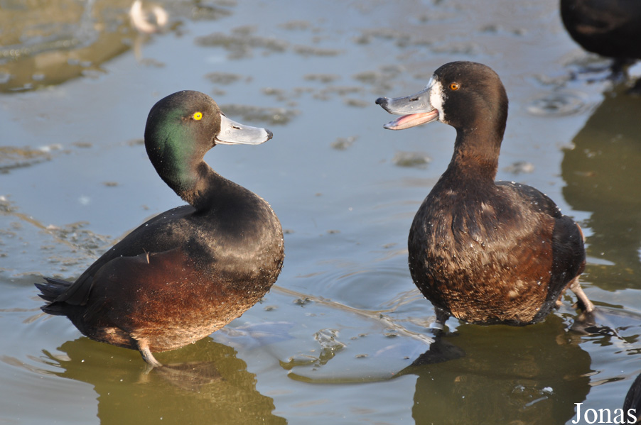 Aythya novaeseelandiae