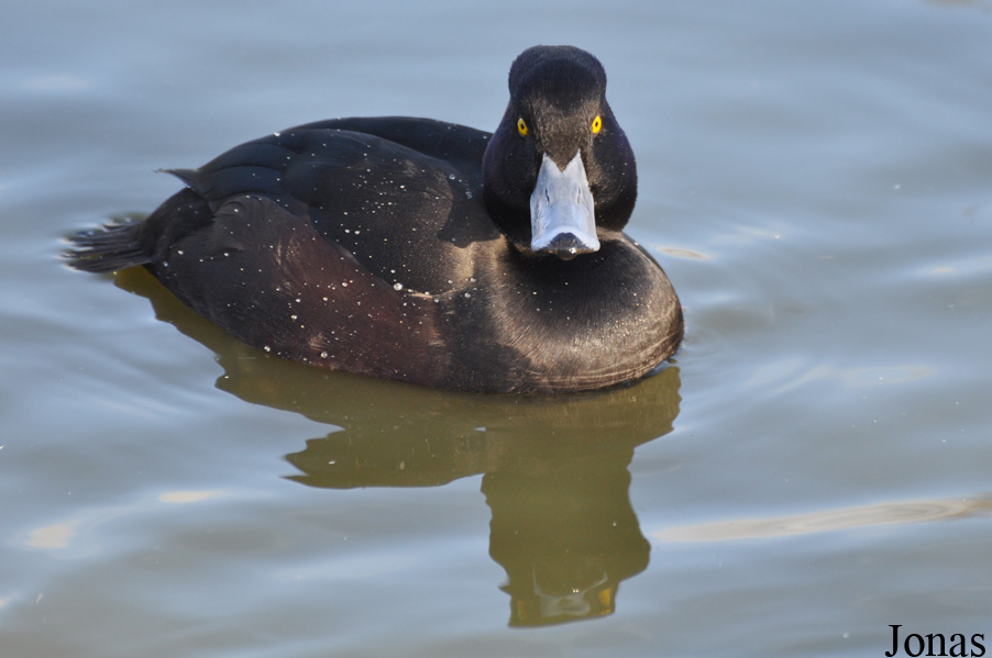 Aythya novaeseelandiae