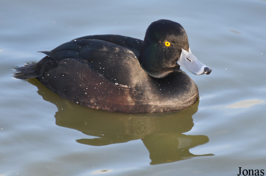 Aythya novaeseelandiae