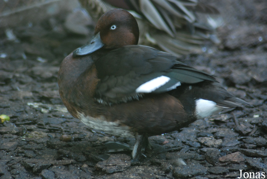 Aythya nyroca